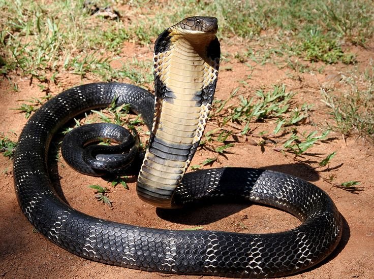 King Cobra (Ophiophagus hannah)